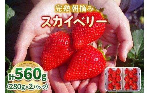 【先行予約】とろける美味しさ！完熟朝摘みスカイベリー！ 560g 澳原いちご農園 |  イチゴ 苺 果物 果実 スイーツ 産地直送