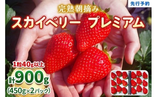 完熟朝摘みスカイベリー プレミアム 900g《1月中旬より順次出荷》 澳原いちご農園 | いちご 苺 フルーツ 果物 産地直送