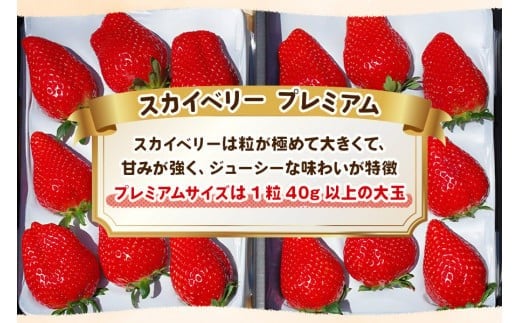 完熟朝摘みスカイベリー プレミアム 900g《1月中旬より順次出荷》 澳原いちご農園 | いちご 苺 フルーツ 果物 産地直送