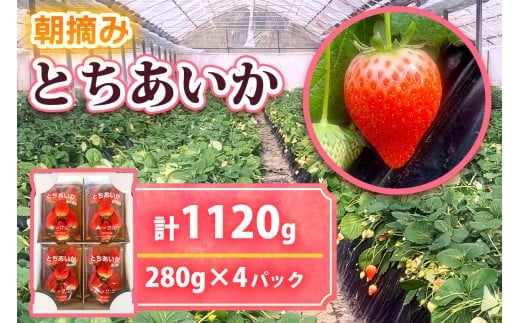  [12月中旬より順次発送予定] 朝摘みとちあいか 1120g (280g×4パック)｜いちご イチゴ 苺 フルーツ 果物 産地直送 矢板市産 栃木県産 先行予約 
