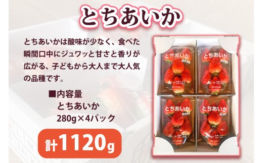  [12月中旬より順次発送予定] 朝摘みとちあいか 1120g (280g×4パック)｜いちご イチゴ 苺 フルーツ 果物 産地直送 矢板市産 栃木県産 先行予約 