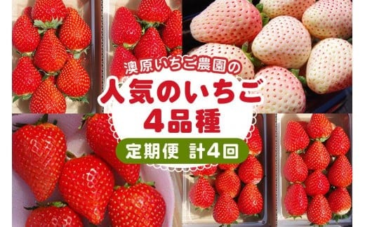 [先行予約] [4ヶ月連続定期便] 人気のいちご4品種お届け定期便 (毎月1品種お届け 計4回) 澳原いちご農園 | とちあいか とちおとめ スカイベリー ミルキーベリー 栃木県産 期間限定 数量限定