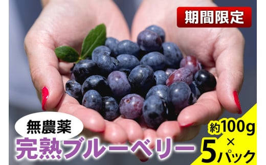 無農薬 完熟 ブルーベリー 約100g×5パック 2026年 6～8月発送