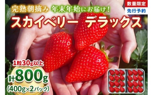 【先行予約】[数量限定] 年末年始にお届け！完熟朝摘みスカイベリー デラックス 800g 澳原いちご農園 | いちご 苺 イチゴ フルーツ 果物 産地直送