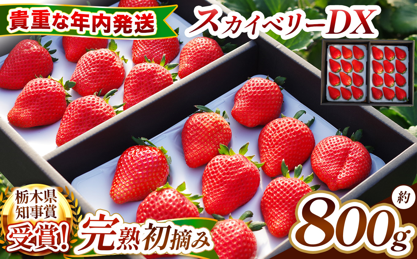 【先行予約】[数量限定] 貴重な12月発送！完熟朝摘みスカイベリー デラックス 800g