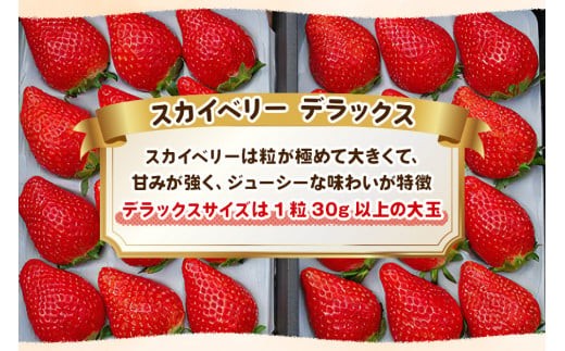 【先行予約】[数量限定] 貴重な12月発送！完熟朝摘みスカイベリー デラックス 800g