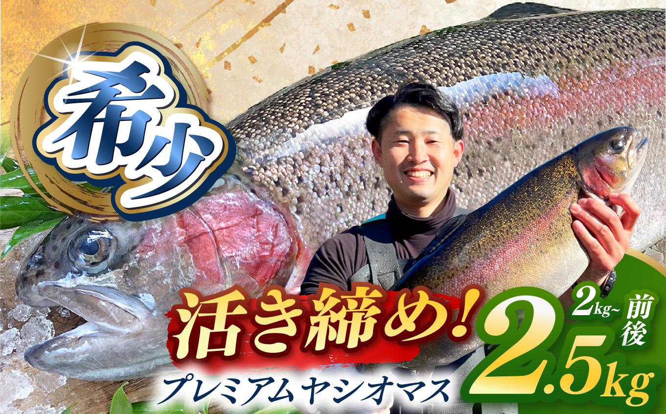 栃木県のブランド魚「プレミアムヤシオマス」丸1尾 新鮮 活け締め｜鮮魚 鱒 国産 産地直送