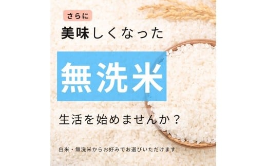 【令和7年度新米先行予約】栃木県産コシヒカリ 無洗米 5kg 定期便3回 【栃木県共通返礼品】| 定期便 お米 米 こめ 洗米 新米 無洗米 コシヒカリ こしひかり 美味しい お弁当 選べる ふるさと 納税 栃木県 矢板市