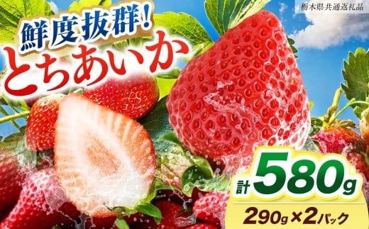 ☆品切れ☆沖縄・宮古島産｜シークワーサー（900g）生果実 青