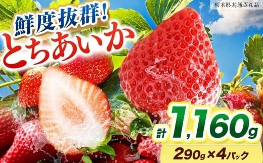 [期間限定] 鮮度抜群とちあいか 290g×4P 先行予約【栃木県共通返礼品】｜栃木県産 矢板市産 フルーツ スイーツ デザート 果物 果実 産地直送 栃木県 矢板市