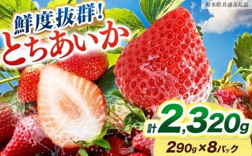 [期間限定] 鮮度抜群とちあいか 290g×8P 先行予約【栃木県共通返礼品】｜栃木県産 矢板市産 フルーツ スイーツ デザート 果物 果実 産地直送 栃木県 矢板市