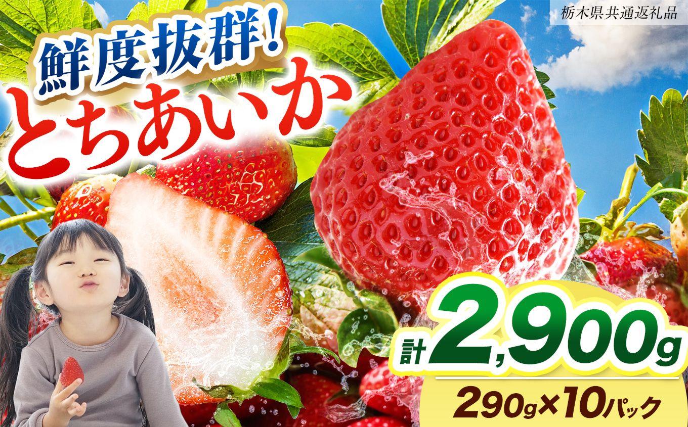 【2027年先行予約】鮮度抜群 いちご とちあいか 290g×10P【栃木県共通返礼品】
