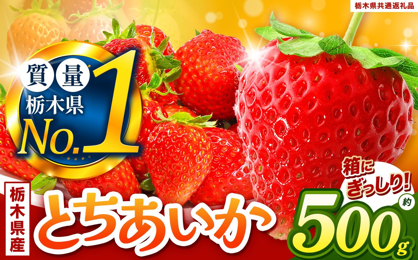 ぎっしりとちあいか 500g | いちご とちあいか 大粒 新鮮 甘い 数量 限定 美味しい 果物 共通返礼品 フルーツ デザート 栃木県 送料無料