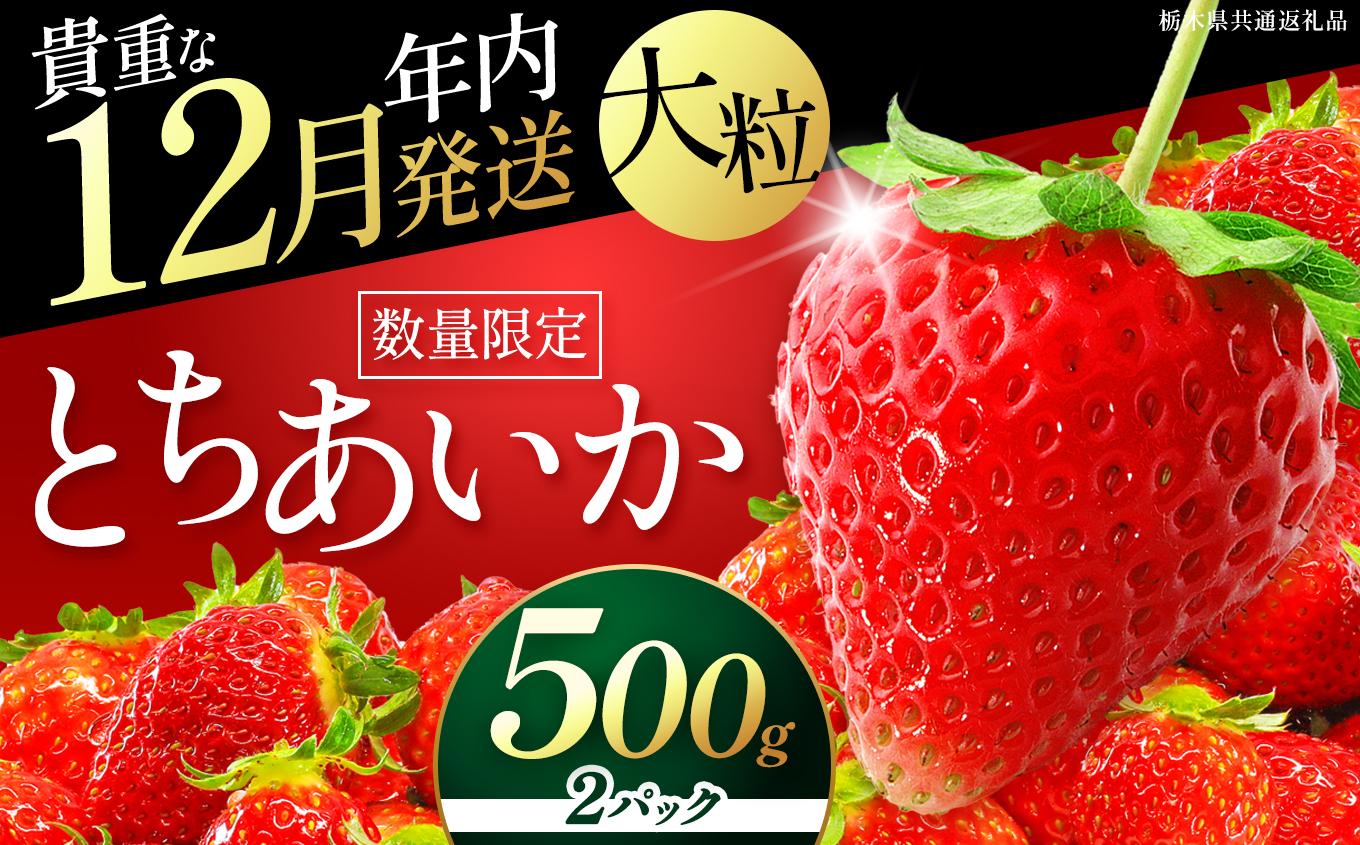 【年内発送】初摘みとちあいか 500g以上| いちご とちあいか 朝採れ 大粒 新鮮 甘い 数量 限定 美味しい 果物 共通返礼品 フルーツ デザート 栃木県 送料無料