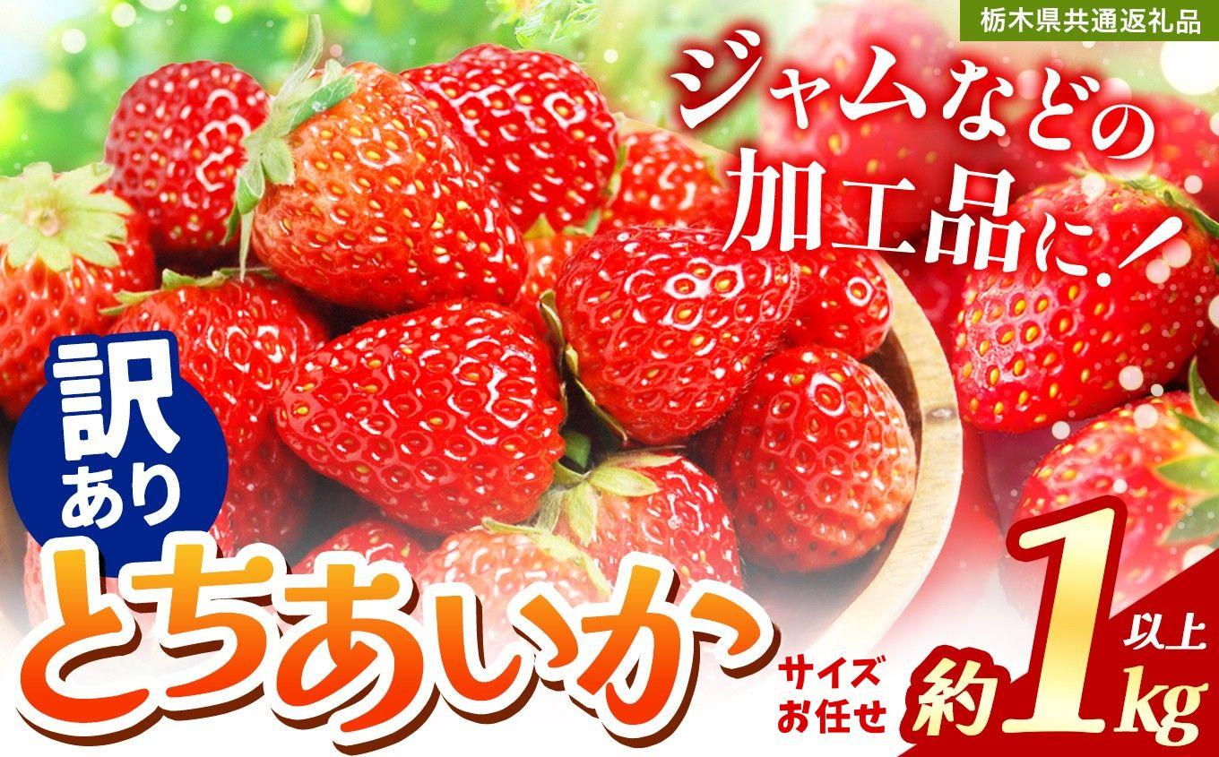 2027年 先行予約受付中！【訳あり】不揃いとちあいか1kg以上| 訳あり 栃木県共通返礼品 いちご 人気 デザート 栃木県 矢板市