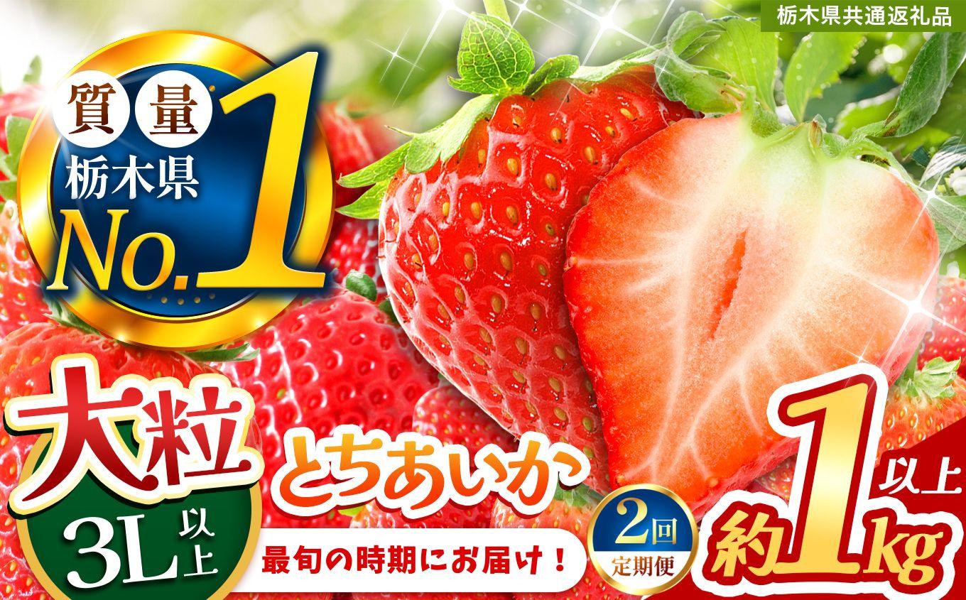 2027年 先行予約受付中！【定期便2回】最旬とちあいか 1kg以上 |  栃木県共通返礼品 いちご 人気 デザート 栃木県 矢板市
