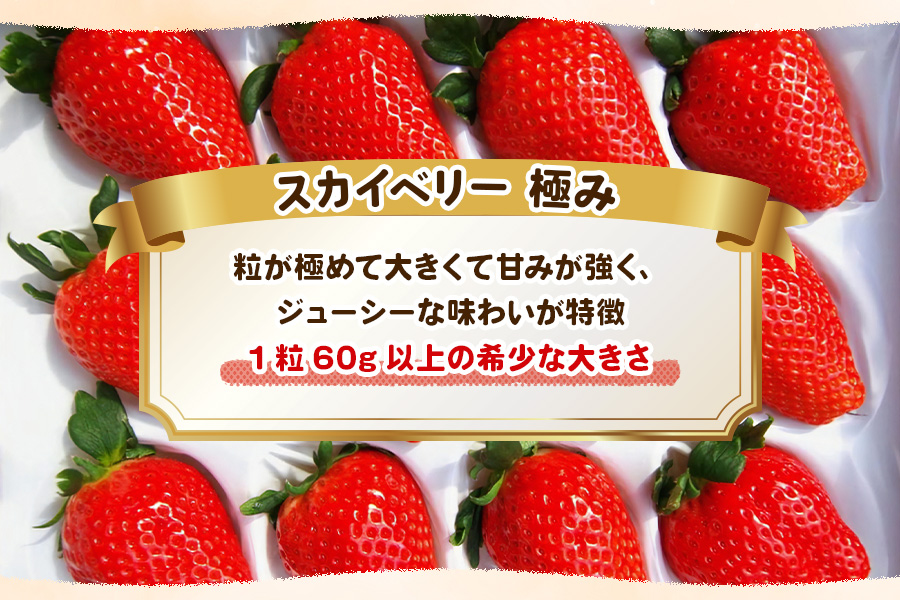 [数量限定] 完熟朝摘みスカイベリー 極み 12粒《1月初旬〜2月初旬に順次発送》｜いちご 苺 イチゴ フルーツ 果物 産地直送 [0566]