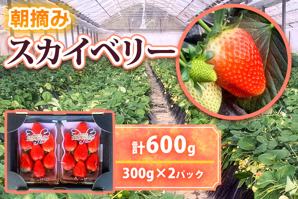 [先行予約] 朝採りスカイベリー 300g×2パック [12月上旬より順次発送予定]｜いちご イチゴ 苺 フルーツ 果物 産地直送 矢板市産 栃木県産 [0328]