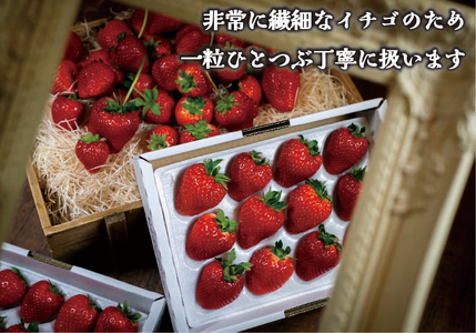 果肉まで真っ赤な深紅のスイートベリー『58ロハスファームのロイヤルクイーン』2箱【2025年1月中旬より順次発送】｜いちご 苺 果物 フルーツ 産地直送 先行予約 [0579]