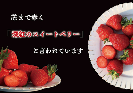 果肉まで真っ赤な深紅のスイートベリー『58ロハスファームのロイヤルクイーン』2箱【2025年1月中旬より順次発送】｜いちご 苺 果物 フルーツ 産地直送 先行予約 [0579]