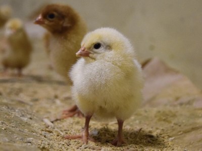 [平飼い卵食べ比べ合計30個×6か月連続定期便] 平飼い有精卵あかり・平飼い卵いろは 各15個｜矢板市産 こだわり卵 たまご 玉子 生卵 鶏卵 [0438]