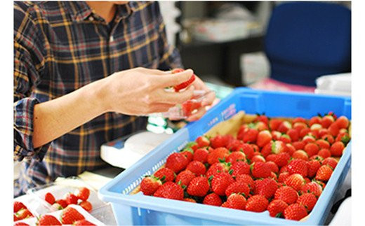 [定期便／4回] 澳原いちご農園のとちあいか定期便 (毎月お届け 計4回)｜いちご イチゴ 苺 とちあいか フルーツ 果物 果実 産地直送 栃木県産 期間限定 数量限定 先行予約 [0604]