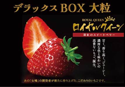 果肉まで真っ赤な深紅のスイートベリー『58ロハスファームのロイヤルクイーン』2箱【2025年1月中旬より順次発送】｜いちご 苺 果物 フルーツ 産地直送 先行予約 [0579]