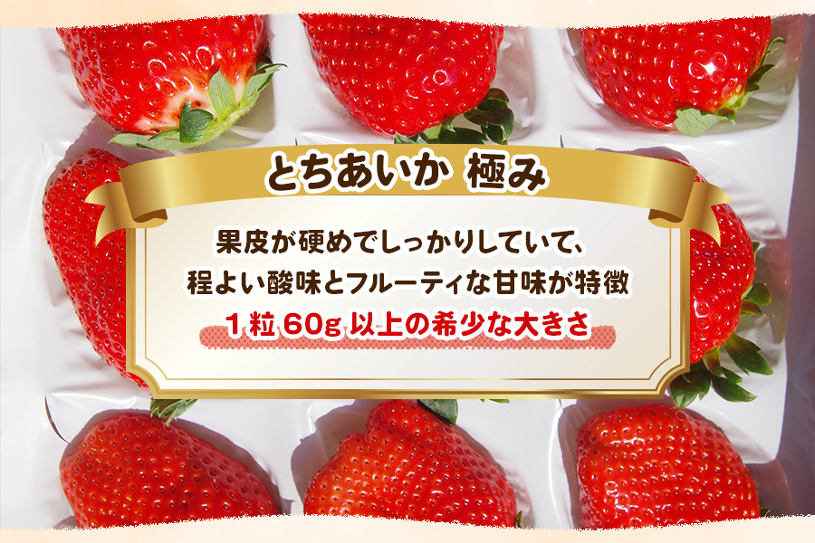 [数量限定] 完熟朝摘みとちあいか 極み 12粒《1月初旬〜2月初旬に順次発送》｜いちご イチゴ 苺 フルーツ とちあいか 果物 産地直送 栃木県産 [0573]