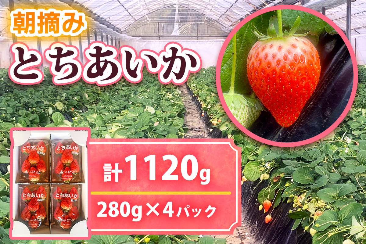 [先行予約] 朝摘みとちあいか 280g×4パック [12月上旬より順次発送予定]｜いちご イチゴ 苺 フルーツ 果物 産地直送 矢板市産 栃木県産 [0506]