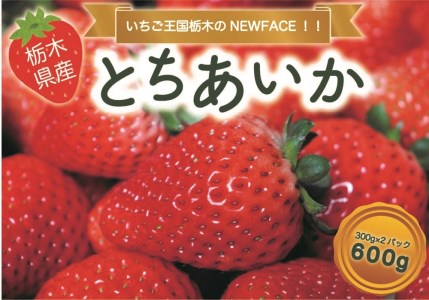 とちあいか 600g [2024年12月初旬より順次発送予定] 朝獲れ新鮮 秘密にしたい美味しさ｜いちご イチゴ 苺 フルーツ 果物 産地直送 先行予約 栃木県産 [0588]