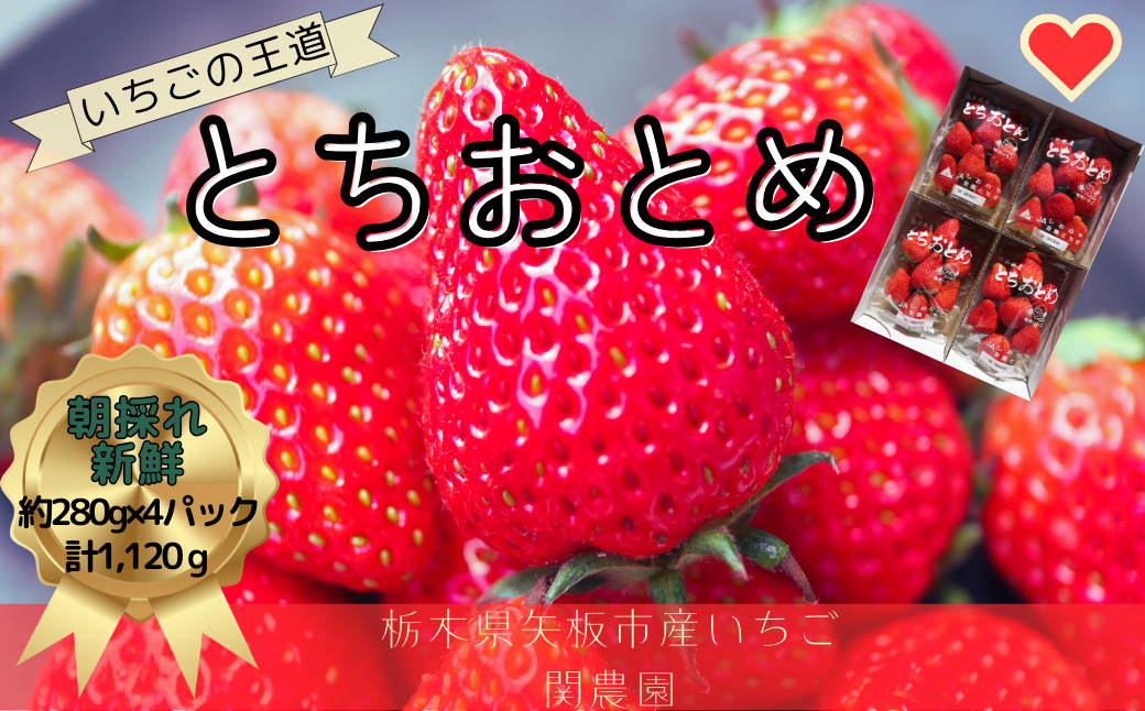 とちおとめ 1120g [2024年12月初旬より順次発送予定] 朝獲れ新鮮 秘密にしたい美味しさ｜いちご イチゴ 苺 フルーツ 果物 産地直送 先行予約 栃木県産 [0587]