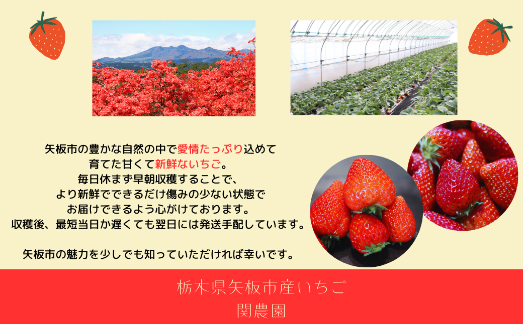 朝獲れ新鮮とちおとめ＆とちあいか食べ比べセット【12月中旬より順次発送予定】｜いちご イチゴ 苺 フルーツ 果物 産地直送 とちおとめ とちあいか 矢板市産 栃木県産 関農園 [0610]