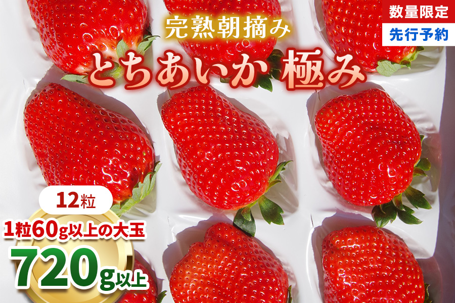 [数量限定] 完熟朝摘みとちあいか 極み 12粒《1月初旬〜2月初旬に順次発送》｜いちご イチゴ 苺 フルーツ とちあいか 果物 産地直送 栃木県産 [0573]