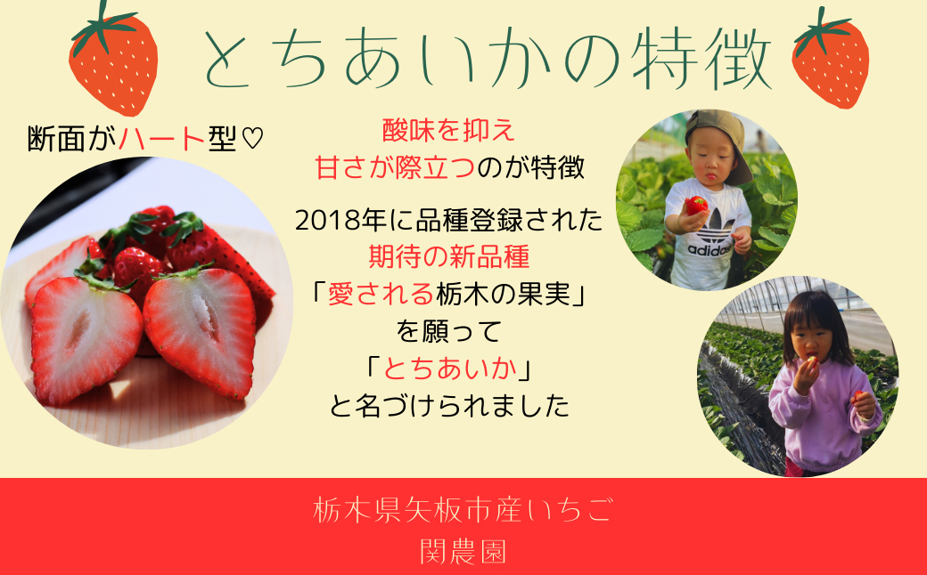 朝獲れ新鮮とちおとめ＆とちあいか食べ比べセット【12月中旬より順次発送予定】｜いちご イチゴ 苺 フルーツ 果物 産地直送 とちおとめ とちあいか 矢板市産 栃木県産 関農園 [0610]