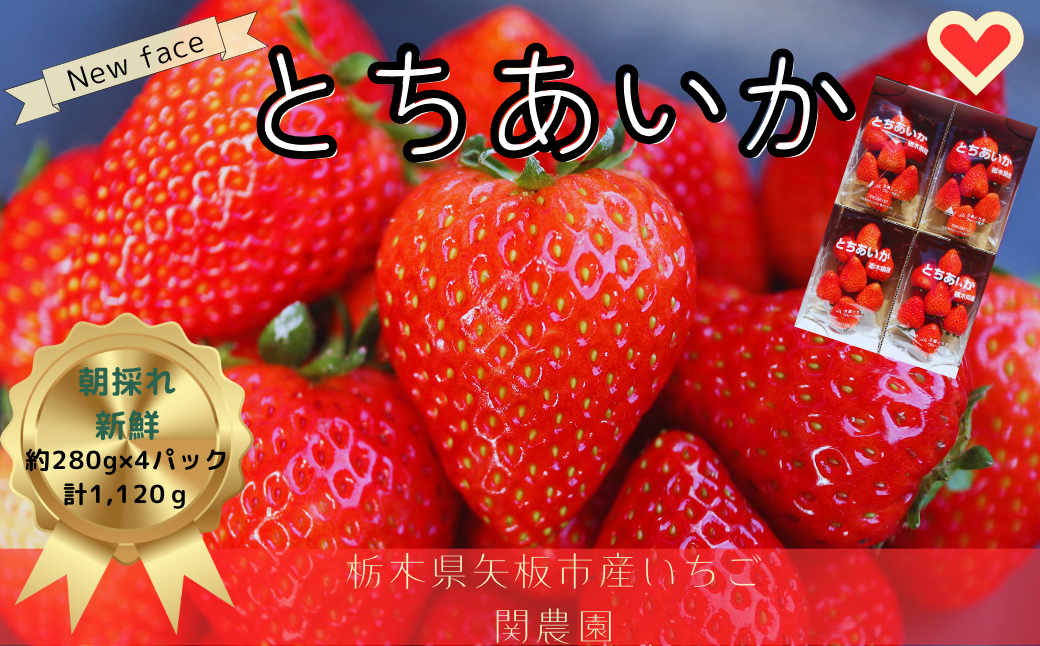 大粒とちあいか280g×4パック朝摘み新鮮【12月中旬より順次発送予定】｜いちご イチゴ 苺 フルーツ 果物 産地直送 とちあいか 矢板市産 栃木県産 関農園 [0611]