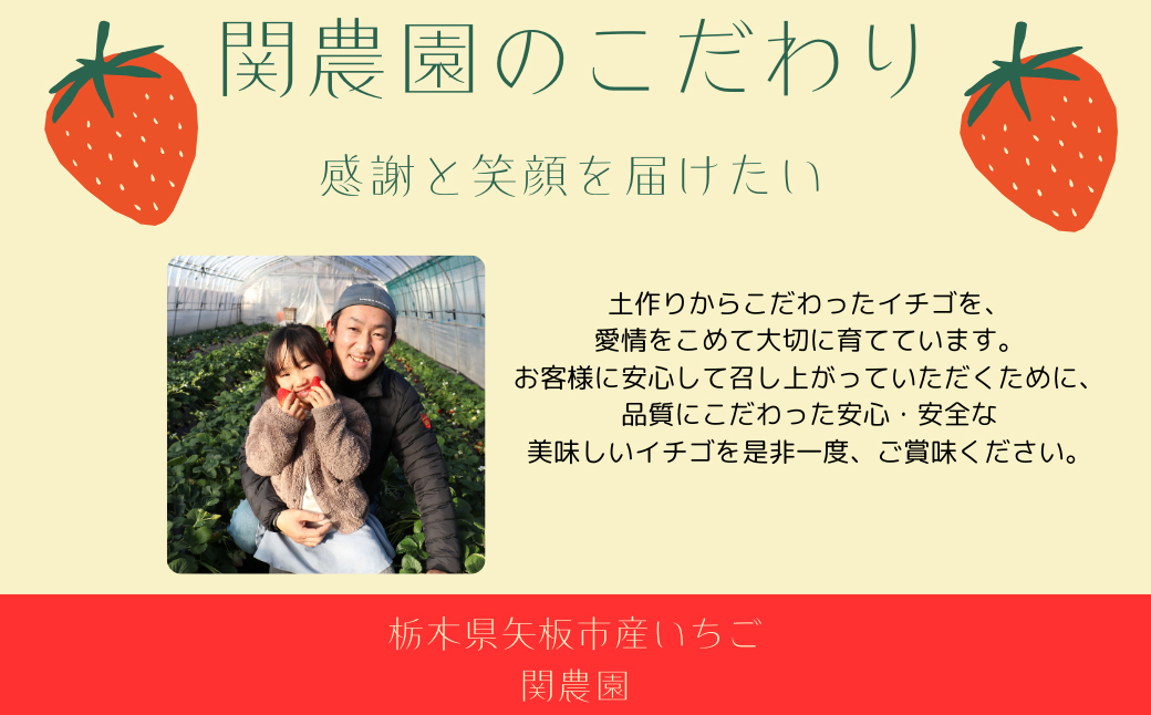 朝獲れ新鮮 特大とちあいか600g【12月中旬より順次発送予定】｜いちご イチゴ 苺 フルーツ 果物 産地直送 とちあいか 矢板市産 栃木県産 関農園 [0609]