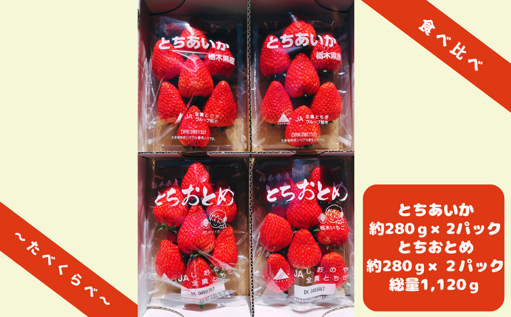 朝獲れ新鮮とちおとめ＆とちあいか食べ比べセット【12月中旬より順次発送予定】｜いちご イチゴ 苺 フルーツ 果物 産地直送 とちおとめ とちあいか 矢板市産 栃木県産 関農園 [0610]