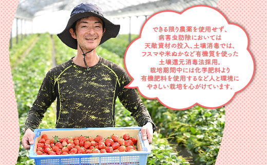 【先行予約】いちご 厳選！さくら市産 とちあいか（290g×2パック） ※2026年1月中旬～3月下旬頃に順次発送予定