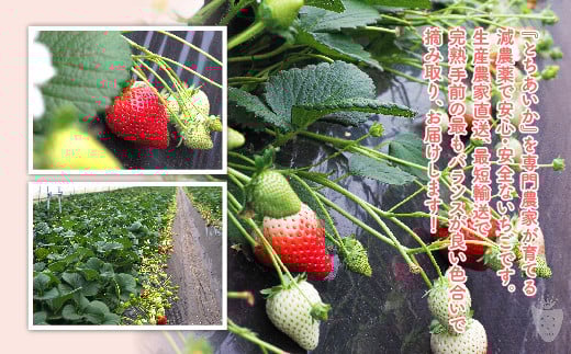 ãå
è¡äºçŽããæ°ééå®ããšã¡ããã 290gÃ6ããã¯ïœãã¡ã ã€ããŽ èº å
è¡äºçŽ æ æšç æç© ãã ãã® ãã«ãŒã ãšã¡ããã æ°é®® èŽç ã®ãã é£ã¹æ¯ã¹ ç空ãã㯠â»2025幎11æäžæ¬é ããé æ¬¡çºéäºå®