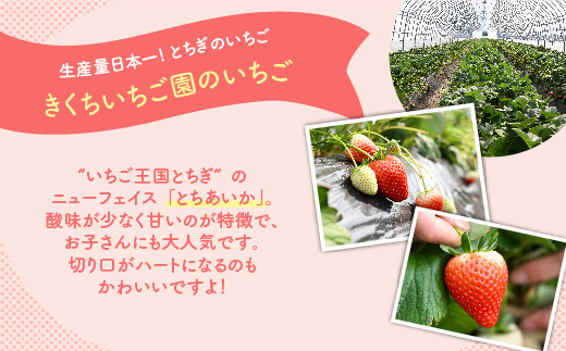 【先行予約】いちご 厳選！さくら市産 とちあいか（290g×2パック） ※2026年1月中旬～3月下旬頃に順次発送予定
