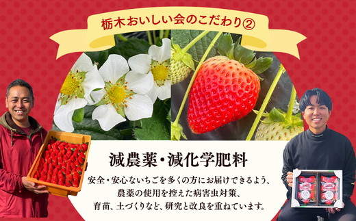 栃木おいしい会のいちご（とちあいか）260g×4パック（1040g）｜栃木県共通返礼品 栃木県産 ※離島への配送不可 ※2026年1月上旬～4月下旬頃に順次発送予定