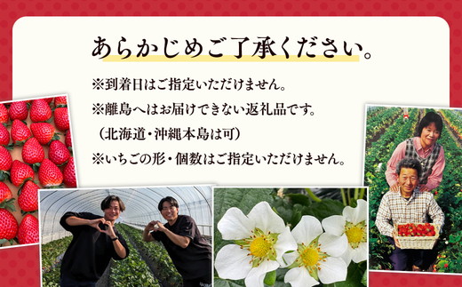 栃木おいしい会のいちご（とちあいか）260g×2パック（520g）｜栃木県共通返礼品 栃木県産 ※離島への配送不可 ※2026年1月上旬～4月下旬頃に順次発送予定
