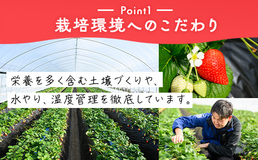 いちご（とちあいか） 290g×2パック 580g以上｜先行予約 数量限定 栃木県 果物 くだもの フルーツ 苺 イチゴ ※2024年11月下旬頃～2025年3月下旬頃に順次発送予定