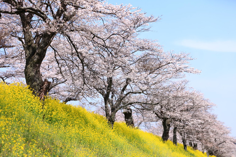森のタンブラーSAKURA（第1・第2デザインのセット）早乙女桜並木　さくら　桜　サクラ ※着日指定不可