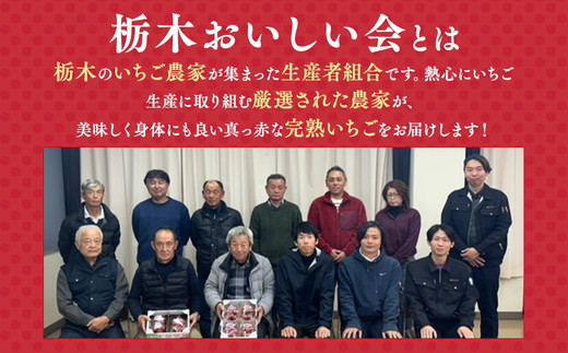 栃木おいしい会のいちご（とちあいか）260g×2パック（520g）｜栃木県共通返礼品 栃木県産 ※離島への配送不可 ※2026年1月上旬～4月下旬頃に順次発送予定