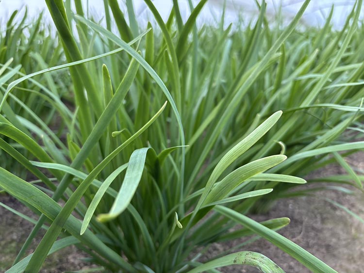栃木県産こだわりニラ100g×30束 ｜ さくら市 にら 韮 野菜 国産