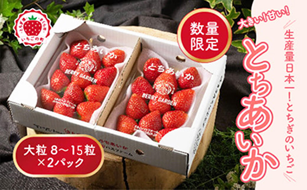 いちご 甘さ際立つ新品種 『とちあいか』 大粒 8～15粒×2パック 先行予約 58ロハスファーム【58ロハスクラブ】 ※2027年1月～発送