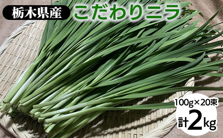 栃木県産こだわりニラ100g×20束 ｜ さくら市 にら 韮 野菜 国産
