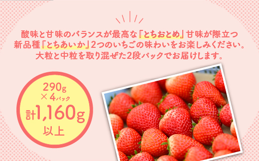 新旧2種食べ比べセット（とちおとめ、とちあいか）290g×4パック 1.16kg以上｜先行予約 数量限定 栃木県 果物 くだもの フルーツ 苺 イチゴ ※2025年1月上旬～4月中旬頃に順次発送予定