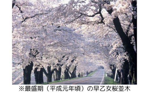 Re:Hashi（リハシ） とちぎ景勝百選・早乙女の桜を39％使用した再生はし | 箸 さくら サクラ ソメイヨシノ 送料無料 道の駅きつれがわ 栃木県 さくら市